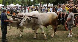 BOSCONERO. Musica, prodotti locali e mostre per la Fiera Agricola