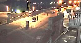 SAN MAURO TORINESE. Un cinghiale a spasso sul ponte