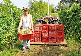 CALUSO. Vendemmia 2021: poca uva, ma vino di gran qualità