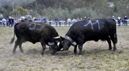 CANTOIRA. Domenica 17 ottobre torna la Bataja de Reines