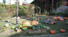 BRANDIZZO. Sagra della Zucca: quest’anno sarà una festa all’insegna della ripartenza