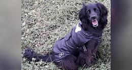 BORGOFRANCO D'IVREA. Cerca di difendere la sua cagnolina e viene aggredito da due pitbull