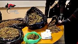 CASTAGNETO PO. Piantagione di marijuana in un casolare abbandonato, un arresto (VIDEO)