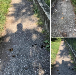SETTIMO TORINESE. Marciapiedi infestati da cacca di cani vicino alle scuole: "Bisogna dribblare le feci, vergogna!"