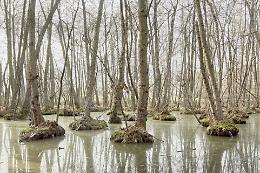 I 5 laghi sbarcano al festival del Cinema sulle foreste