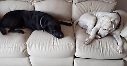SALUGGIA. "Aiutatemi a trovare i miei cani. Sono malati e hanno bisogno di cure"