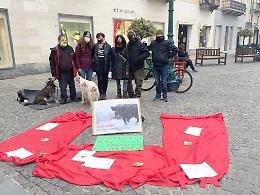 &ldquo;Ad perpetuam memoriam&rdquo; dell&rsquo;ungulato