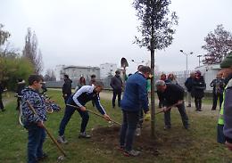 SETTIMO TORINESE: Altri alberi per il futuro e la salute della città/Video