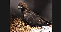 TRAVERSELLA. Salvata un'aquila reale, ora è in cura a Grugliasco