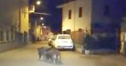 MONTALTO DORA. Tre cinghiali a spasso in paese: arriva la forestale e li uccide