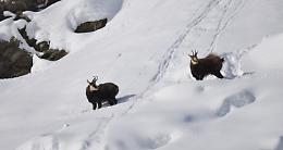 CERESOLE REALE. Meno uno ai cento anni del Parco Nazionale Gran Paradiso