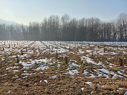 Riforestazione dell'area del Po tra Lauriano e Verolengo: in arrivo una pioggia di euro