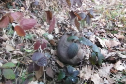FIANO. Trovato un teschio umano fuori dal muro di cinta della Mandria