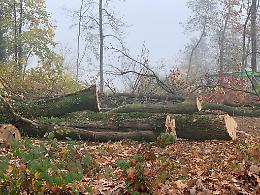 OGLIANICO. L'amministrazione ha abbattuto gli alberi: Vacca protesta