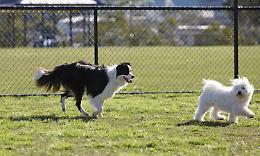 CASTIGLIONE TORINESE. C’è il progetto per la nuova area cani