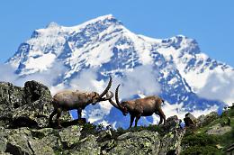 La sede del Parco del Gran Paradiso dove la metto non si sa. Fosse Ivrea?