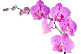 MERCENASCO. In arrivo "Orchiday", la mostra internazionale di orchidee