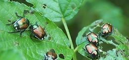 La Popillia japonica invade il Vercellese