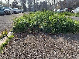 VENARIA. Cacche di cane nei giardini, il Sindaco: “È una vergogna”