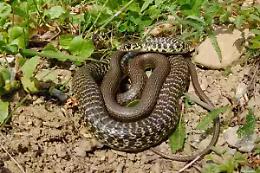 BRANDIZZO. Un serpente al palasport, recuperato dal Canc