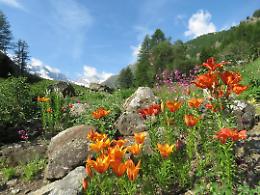 Il giardino botanico alpino riapre dal 1° Giugno con tante novità