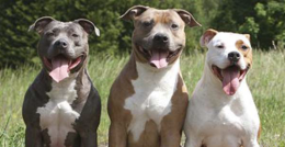BORGO D'ALE. Catturati quattro cani fuggiti
