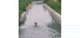 VILLAREGGIA. I pompieri salvano un capriolo caduto nel canale