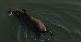 GASSINO. Cucciolo di cinghiale cade nel  canale Enel e viene abbattuto davanti a tutti