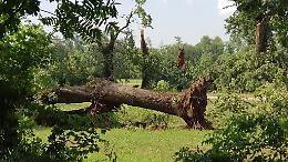 VENARIA REALE. La tempesta spazza via Viale Roveri alla Mandria (GALLERY)