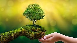 TRINO. Terna pianta mille nuovi alberi nelle aree protette del Po piemontese