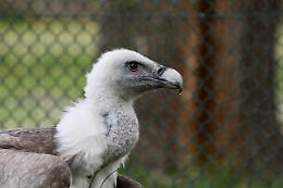 Godric, il grifone salvato dai Carabinieri e dal Canc, &egrave; tornato a volare nella sua Val Pellice (FOTO)