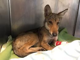 Tornato in natura il cucciolo di lupo trovato ferito e svenuto nei boschi del Canavese (FOTO)