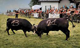 CAREMA. Domenica 18 arriva la battaglia delle reine