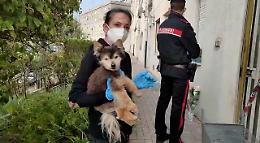 CHIVASSO. “Non voglio i cani di mia sorella”: gli animali di Giusy finiscono in canile