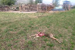 BORGOFRANCO D'IVREA. Scatta l’allarme lupi, un capriolo l’ultima preda