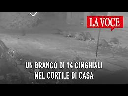 CAVAGNOLO. Un branco di cinghiali avvistato in un cortile di borgata Casa Ostino (VIDEO)