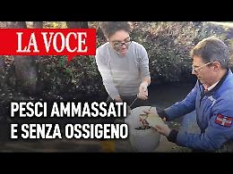 Pesci ammassati e senza ossigeno