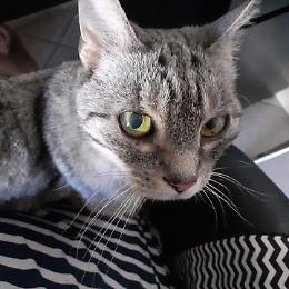 Il gatto dell'attivista No Tav intercettato dalla Procura: si scambiavano coccole in camera...