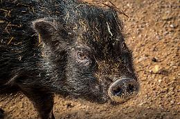 Fauna selvatica fuori controllo in Piemonte. Canalis sfida la giunta Cirio: “Serve un cambio di passo, basta attese”