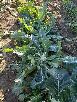 Occhio al ladro! Le rubano i cavoli dall’orto