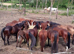 Ladri rubano 34 balle di fieno al maneggio, i cavalli restano senza mangiare 