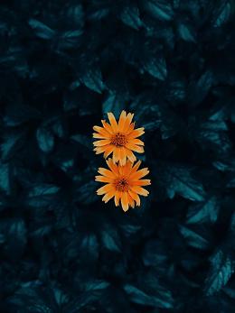 Come fiori recisi. Un evento contro la violenza sulle donne organizzato dall’USR Piemonte