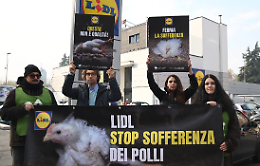 Vita da pollo. Supermercati Lidl sotto attacco