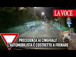 Precedenza ai cinghiali! L'automobilista è costretto a frenare (VIDEO)