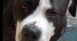 Troppi animali che scappano e muoiono per i botti: ma il disastro era evitabile