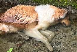 Impaurita dai botti, scappa e annega in un canale