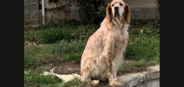 Dov'è finito Taddeo? Aiutiamo a ritrovarlo!