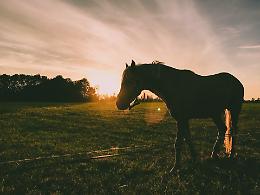 Non c'è pace per il cavallo Remì: abbandonato 3 mesi fa, è ancora in attesa di adozione