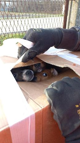 Buttano tre cuccioli in uno scatolone: salvati  dagli operatori ecologici