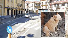 La città si stringe intorno al pensionato investito a Chivasso: aiutiamo a ritrovare il suo cane scomparso